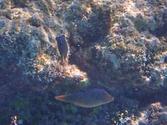 Canthigaster solandri