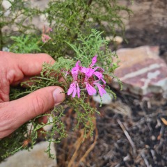 Pelargonium denticulatum