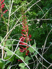 Erythrina × bidwillii