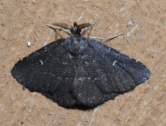 Prosoparia floridana