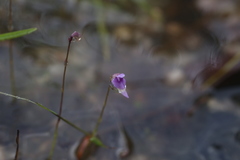 Utricularia caerulea