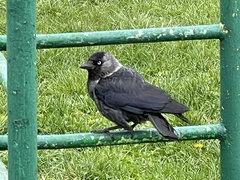 Corvus monedula