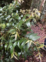 Cinnamomum subavenium