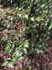 Cinnamomum subavenium