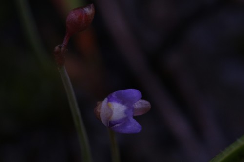 Image of Utricularia limosa by (c) Hugo Innes, some rights reserved (CC BY)
