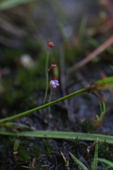 Utricularia limosa