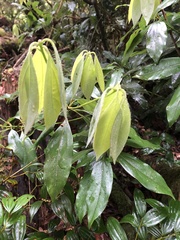 Neolitsea sericea