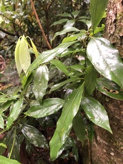 Neolitsea sericea