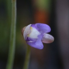 Utricularia limosa