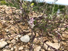 Silene gallica gallica