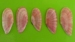 Moerella pulchella