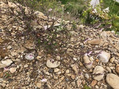 Silene gallica gallica
