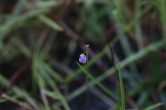 Utricularia limosa