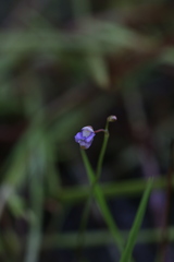 Utricularia limosa