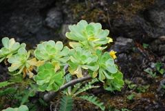 Aeonium arboreum image