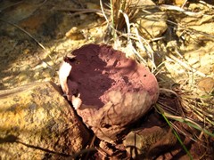 Calvatia lilacina