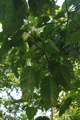 Capparidastrum mollicellum