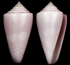 Conus ceruttii