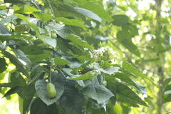 Capparidastrum mollicellum