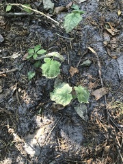Solanum viarum