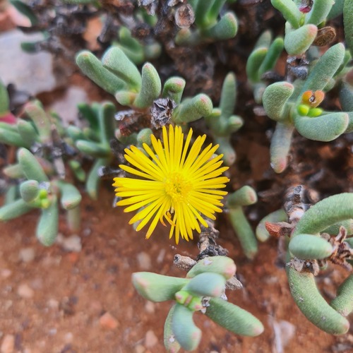 Hereroa aspera L.Bolus 3
