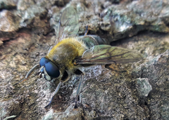 Mallota cimbiciformis