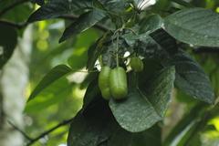 Capparidastrum mollicellum