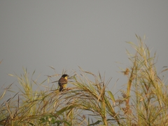 Emberiza melanocephala