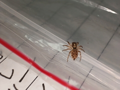 Menemerus semilimbatus