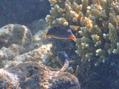 Canthigaster solandri