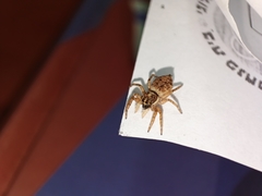 Menemerus semilimbatus