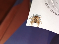 Menemerus semilimbatus