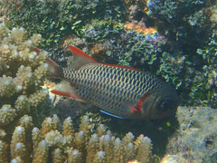 Myripristis violacea