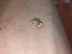 Menemerus semilimbatus