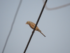 Emberiza buchanani