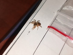 Menemerus semilimbatus