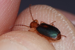 Brachinus sclopeta