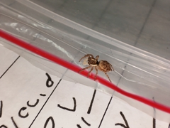 Menemerus semilimbatus