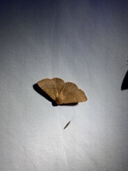 Eulepidotinae