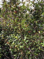 Viburnum taitoense