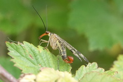 Panorpa cognata