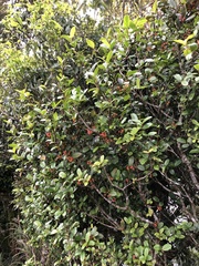 Viburnum taitoense