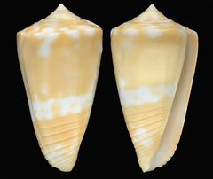 Conus ceruttii