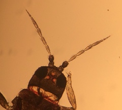 Echinothrips americanus