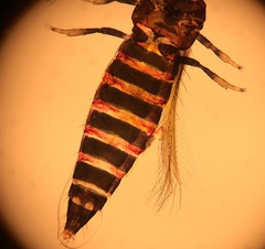 Echinothrips americanus