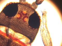 Echinothrips americanus