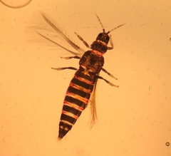 Echinothrips americanus