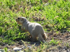 Spermophilus fulvus