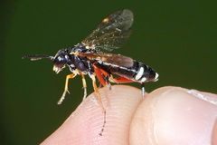 Macrophya rufipes