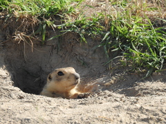 Spermophilus fulvus